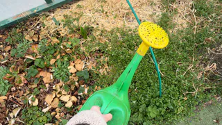 Одна чайная ложка в лейку — и на смородину: ягоды лопаются от сладости, а тля отскакивает как от огня