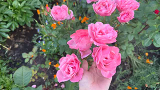 Как правильно укоренить розу из букета — ничего сложного: больше не будете с грустью выбрасывать увядшие цветы