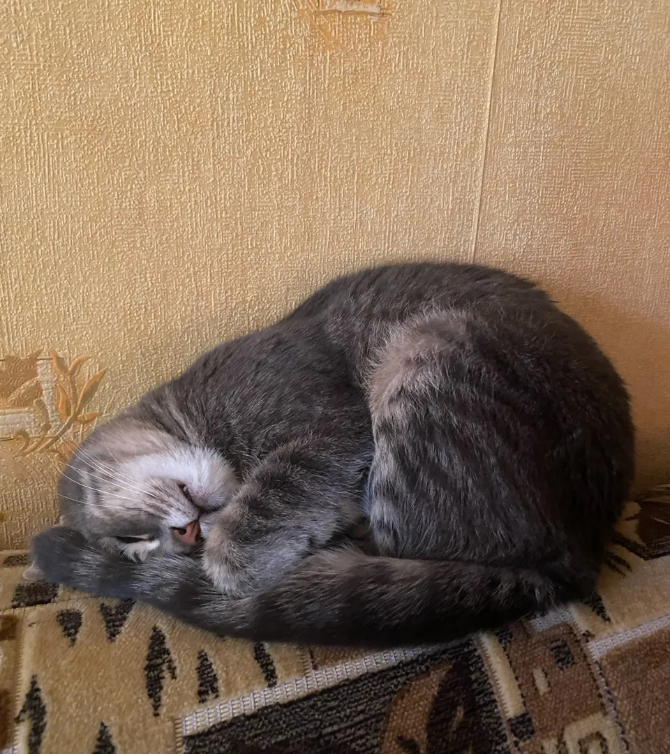 Зачем кошка спит "клубком": это не просто привычка, а сигнал, который важно знать каждому хозяину