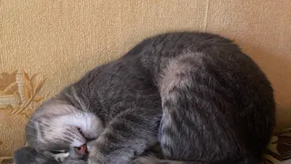 Зачем кошка спит "клубком": это не просто привычка, а сигнал, который важно знать каждому хозяину