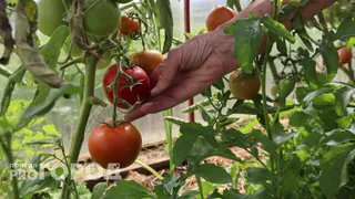 Мечтал о таких томатах и, наконец, нашел: 5 сортов, которые растут сами по себе – посадил и собирай урожай