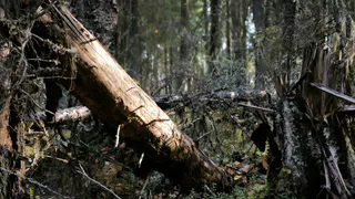 В Чувашии пенсионер чуть не спалил лес, избавляясь от мусора