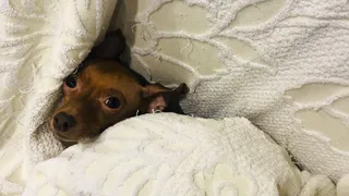 Не грызут мебель и не даже не пахнут псиной: три самые аккуратные породы собак - идеальны для квартиры