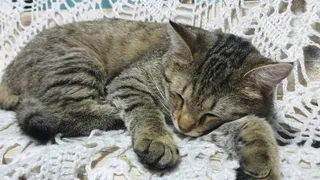 Дай лапку: Тошка, Зара и Василий в поисках хозяев