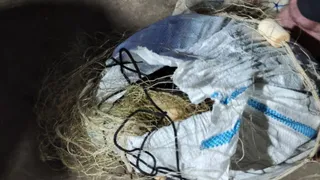 В Муроме мужчину оштрафовали на 120 тысяч рублей за незаконный вылов стерляди из Оки