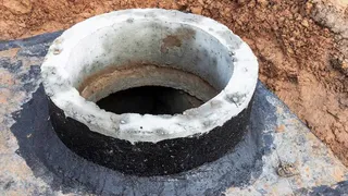 Посадил куст у выгребной ямы — и откачка больше не будет нужна: работает как насос — не растение, а ассенизатор какой-то