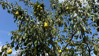 Почему груша покрывается ржавыми пятнами каждый год – ответ скрывается не в болезни дерева, а в его «соседях»