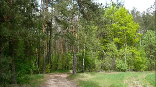 В Брянской области предприятия лесного комплекса в 2,4 раза увеличили отчисления в казну