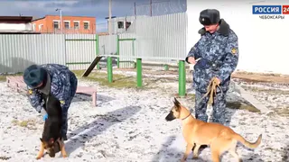 В УФСИН Чувашии привезли 6 щенков для кинологической службы