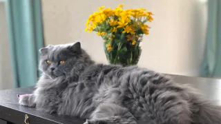 Как избежать кошачьего гнева: рекомендации для хозяев