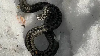 В Чебоксарах многоэтажный дом атаковали январские змеи