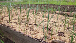 Луковица размером с два кулака: кормим лук в июле, и он отблагодарит богатым урожаем