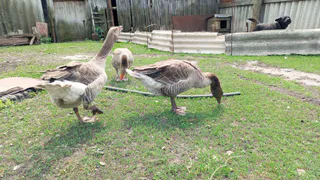 Почему 90% людей, переехавших в деревню ради своего хозяйства, через 2 года всё продают: есть ряд неочевидных причин