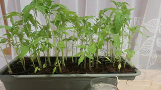 «Сухой» полив для томатов: рассада и без ламп не вытягивается и растет крепкой – как дубки