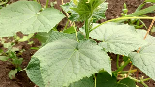 Лью 1 стакан под огурцы - прут как бешеные: даже хилые растения  даю урожай. Так удобряют на больших фермах