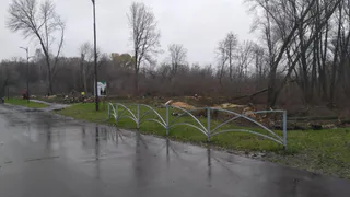 Мэрия Рязани прокомментировала вырубку деревьев в Лесопарке