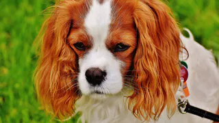 10 пород собак с нежной душой и покладистым характером - настоящий подарок для семьи с детьми 