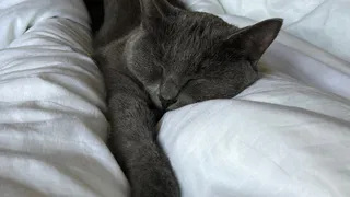 В Набережных Челнах суд рассмотрит дело о выселении женщины, держащей 40 котов в квартире