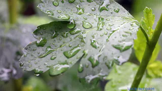 16 июля в Рязанской области ожидаются дожди и +27 