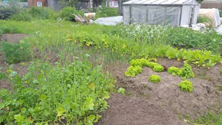 Овощ, который убивает почки: в Европе его больше не едят, а в России по-прежнему этот овощ любят