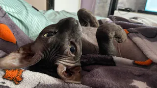 Не скучает, а выжидает: что на самом деле думает кошка о вашем отсутствии