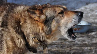 Бешенство добралось и до Рязани