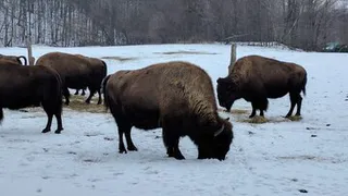 В Юрьев-Польском районе браконьеры застрелили 4 кабанов в заказнике