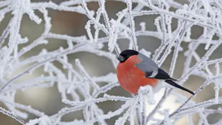 В России стартовала метеорологическая зима