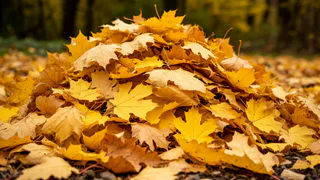 Осенью готовлю бесплатный «навоз» из листьев за 15 минут. Дорогие удобрения больше не покупаю - и вам не советую