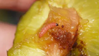 Восточная плодожорка не проникла на Брянщину в македонских персиках