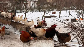 Куры больше не в тренде: теперь в деревнях держат только эту птицу - едят меньше и несутся продуктивнее