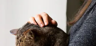 Бездомному коту с доброкачественной опухолью нашли семью