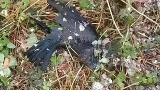 Гибель птиц в рязанском парке - жители города обнаружили десятки мертвых пернатых