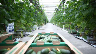 В Коми открылся новый сельскохозяйственный сезон