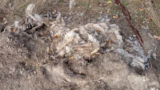 Ужасные находки в Рыбновском районе: заброшенная ферма и трупы птиц