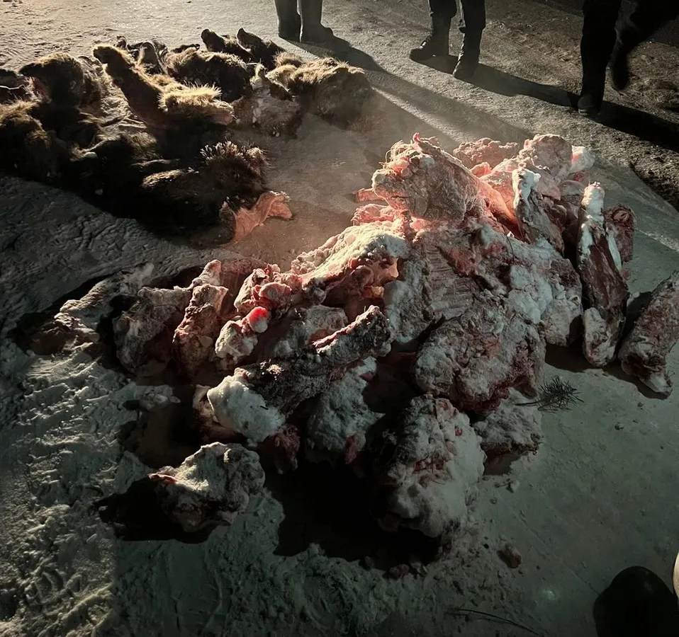 Жителей Магнитогорска задержали во время незаконной охоты на диких кабанов