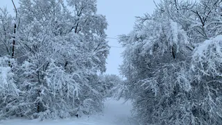 В Бессоновском районе безопасному проезду мешают деревья, рухнувшие из-за снега