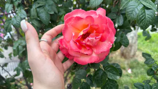 Заливаем 100 гр. водой — и розы цветут без остановки до глубокой осени - бутоны выросли до 40 см