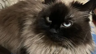 Ты — мой мир»: как кошка на самом деле выбирает любимчика в семье. Причина вовсе не в еде — один ваш жест решает всё, проверьте сами