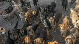 Нечем кормить: приют для животных просит помочь с покупкой крупы