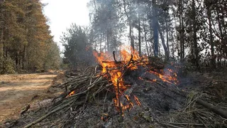 Виновник лесного пожара предстанет перед судом
