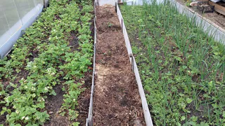 Рассыпаю 1 пачку дешёвой крупы по грядкам - земля становится похожей на чернозём: дорогой навоз больше не нужен