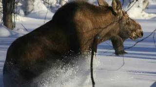 Житель Клетни получил условный срок за убийство двух лосей