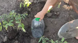 Беру пластиковые бутылки 5 л и трубку: сажать огурцы теперь сплошное удовольствие — урожай топ, и парник не нужен