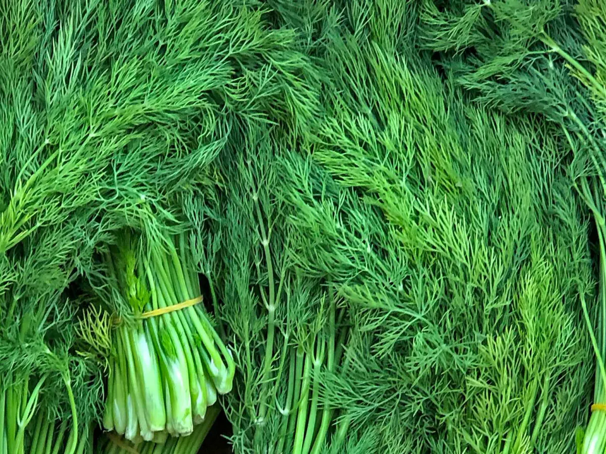 Секрет бабушек раскрыт: вот почему укроп всходит за 3 дня, а не за 2 недели — простой трюк с замачиванием