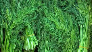 Секрет бабушек раскрыт: вот почему укроп всходит за 3 дня, а не за 2 недели — простой трюк с замачиванием