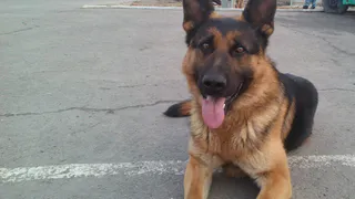 Кинологической службе МЧС 20 лет: какие собаки спасают жизни людей в Рязани