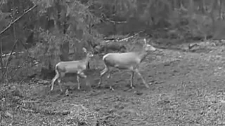 В Киржачском районе засняли, как благородный олень опекает своего детеныша