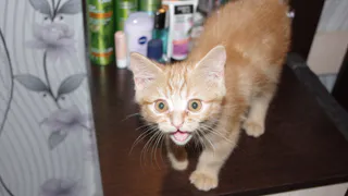 В шести районах Рязани объявлен карантин по бешенству