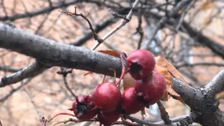 Зима откладывается - синоптики прогнозируют теплую рабочую неделю